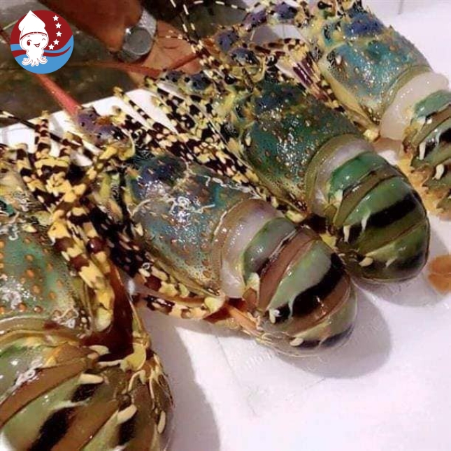 Tôm Hùm Bông tươi ( Tôm ngộp trong ngày )