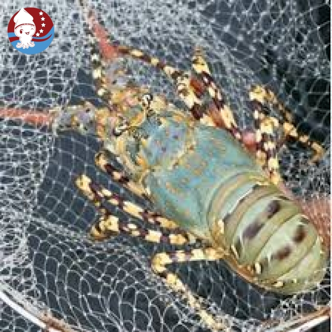 Tôm Hùm Bông tươi ( Tôm ngộp trong ngày )