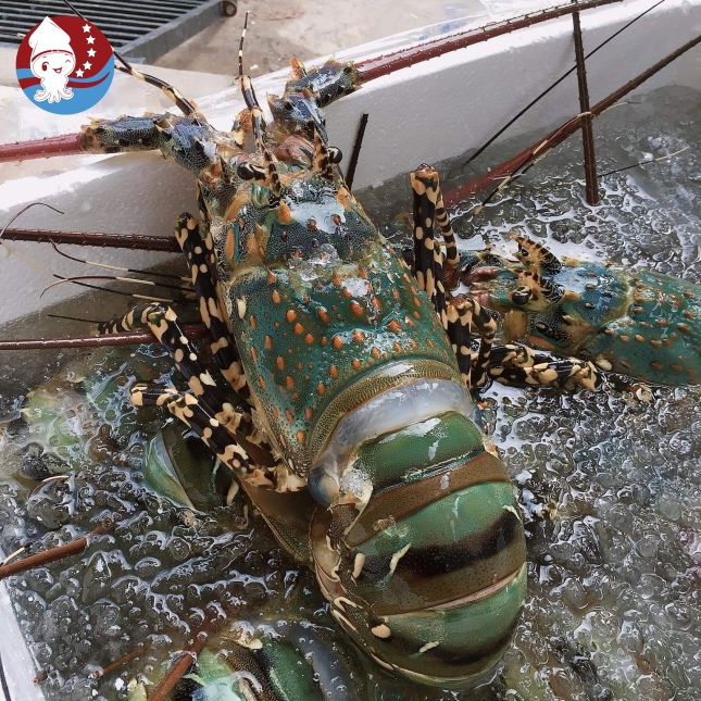 Tôm Hùm Bông tươi ( Tôm ngộp trong ngày )
