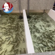 Tôm Càng Sông Thiên Nhiên