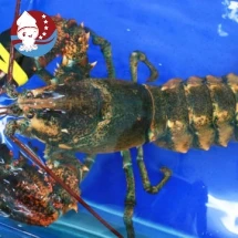 Tôm Hùm Alaska Sống