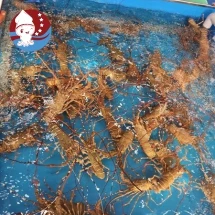 Tôm Hùm Baby Sống (Kg)