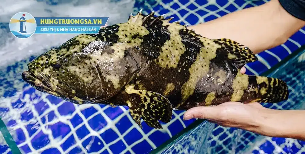 Cách chọn cá song hổ tươi sống, mắt trong mang đỏ, bí quyết quan trọng trong cách nấu cá hấp